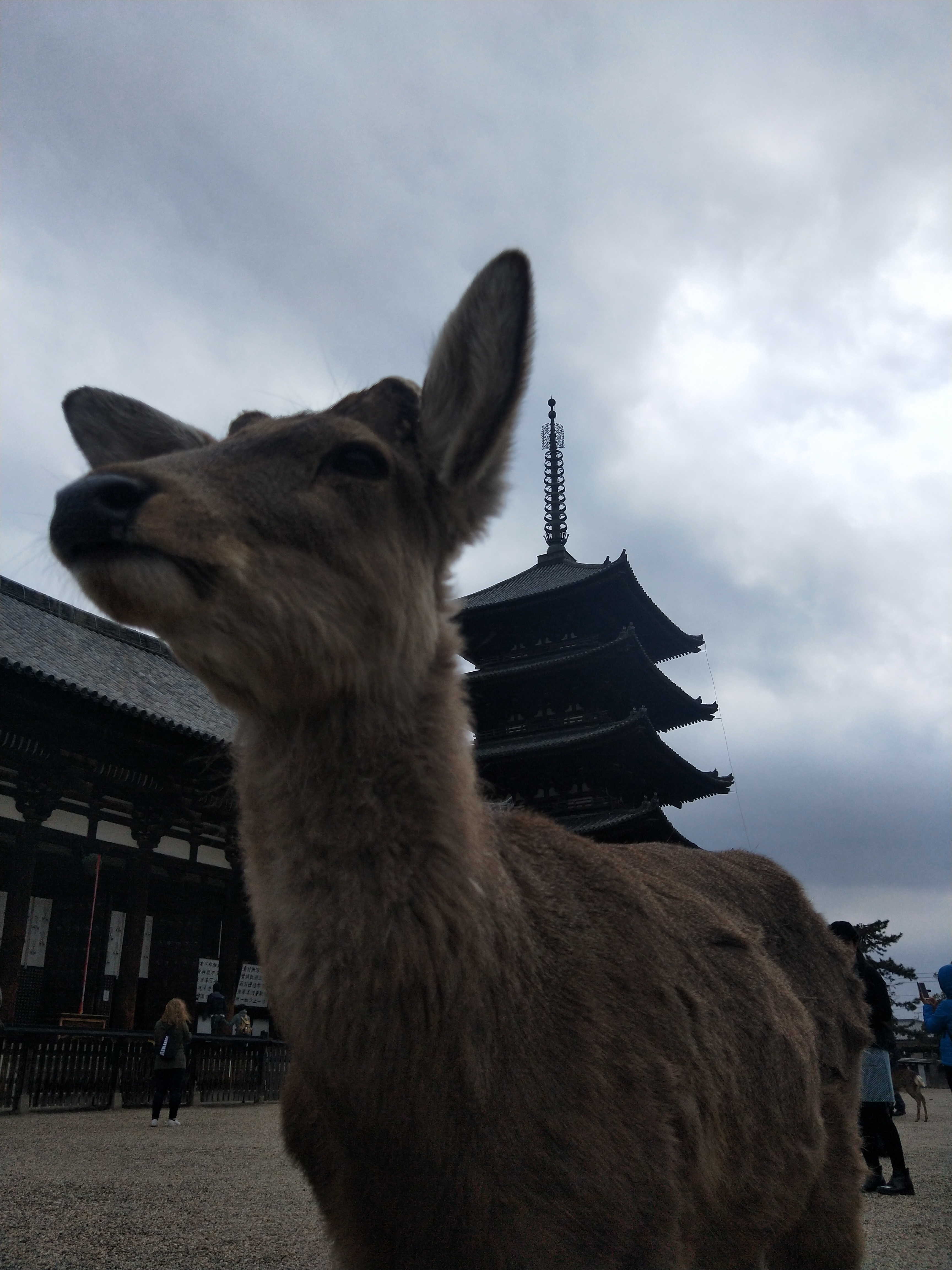 IMG20190322110554