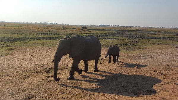 Chobe National Park, Botswana