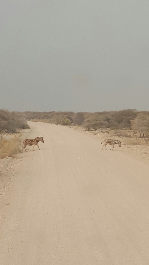 Etosha National Park, Namibia