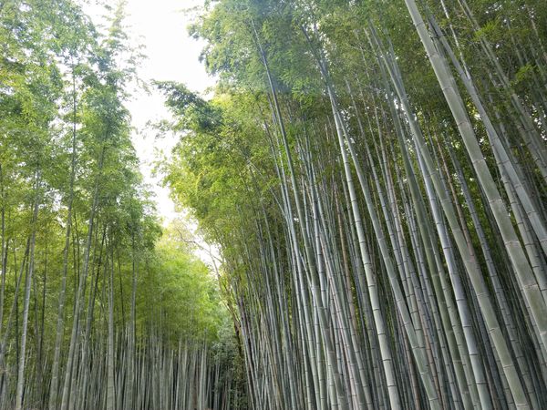 Kyoto