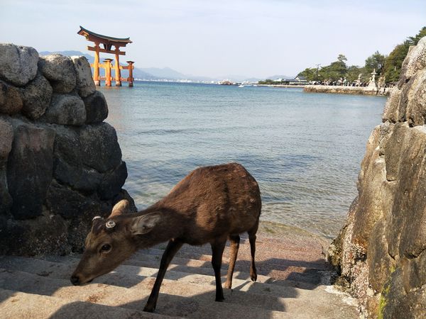 Hiroshima (Day 2) - Itsukushima / Miyajima / Mt. Misen